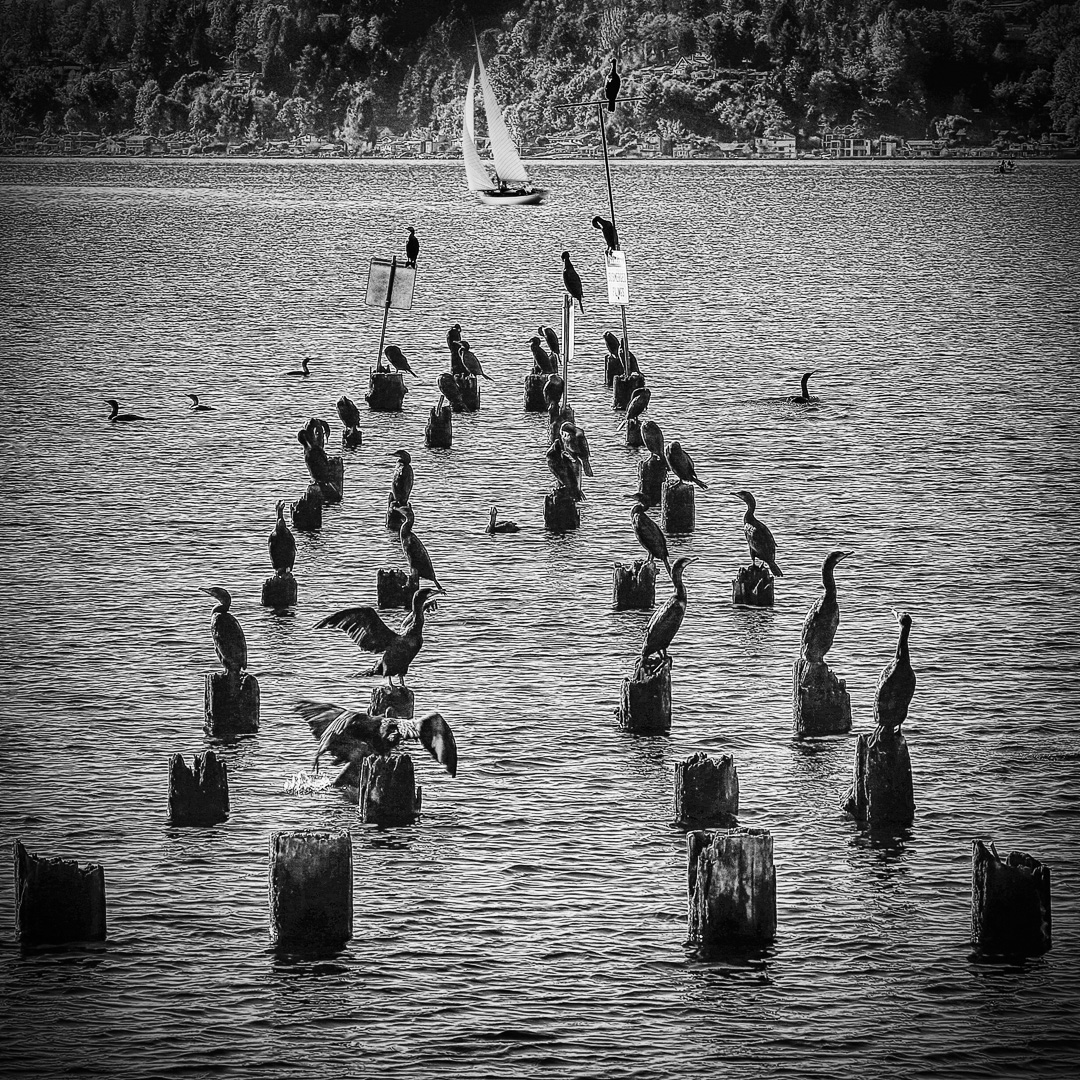 Sail Away