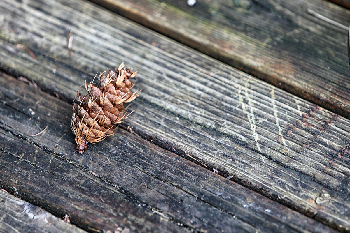 Pine Cone