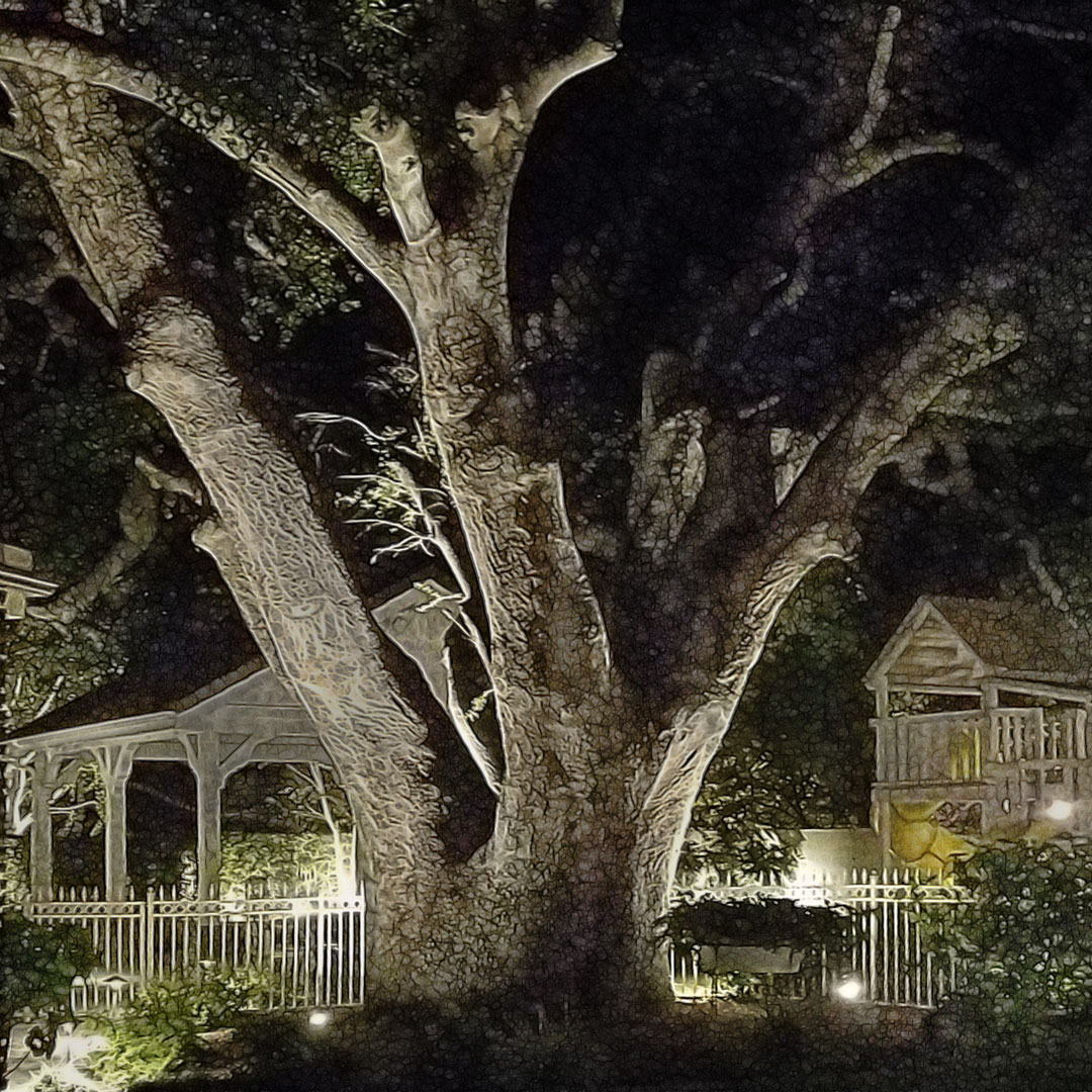 Backyard Oak