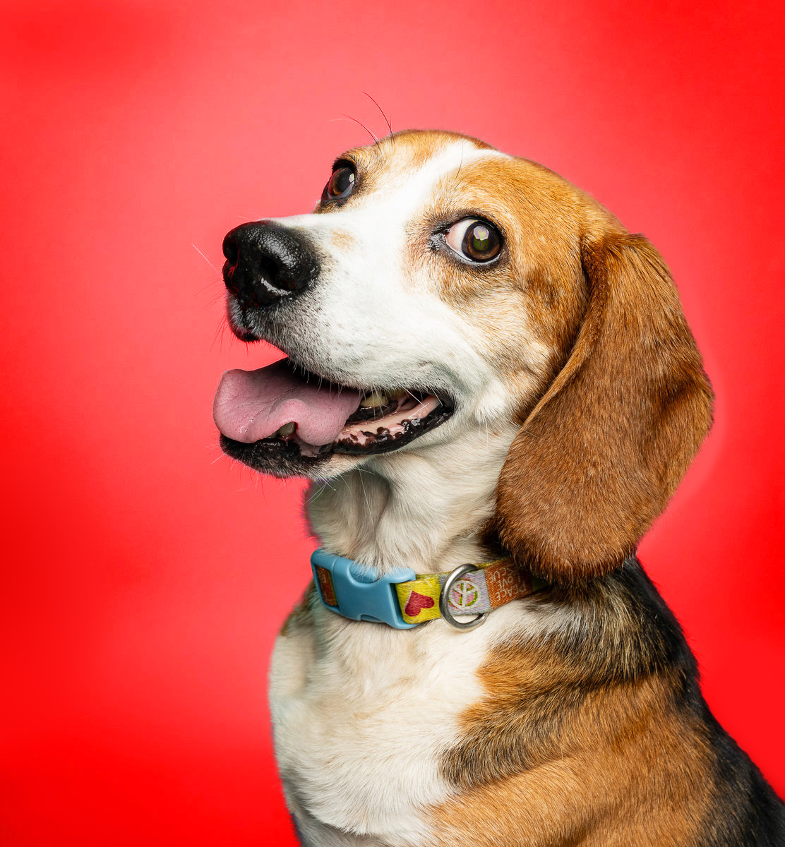 VAWendyDog