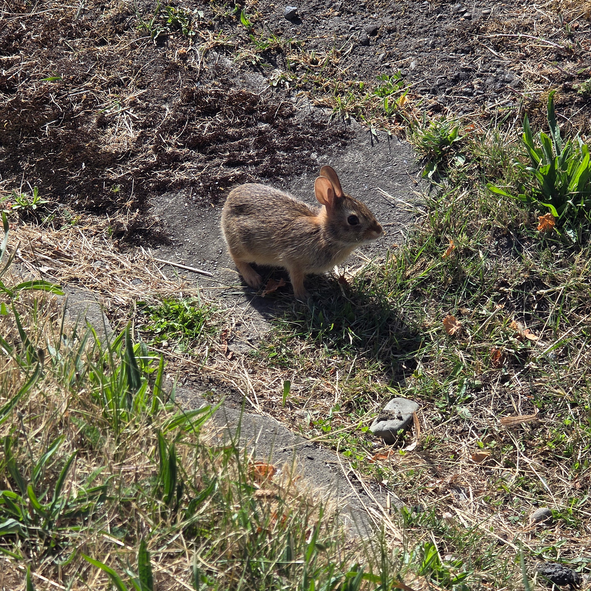 Wabbit