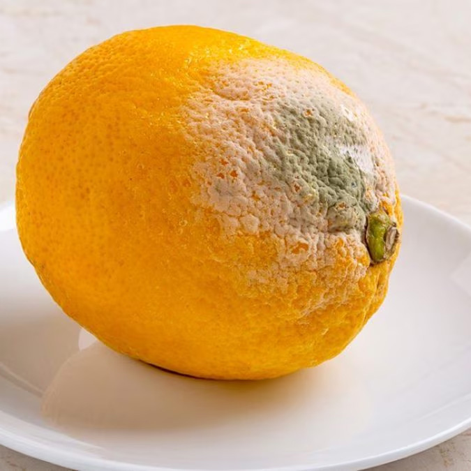 moldy-lemon