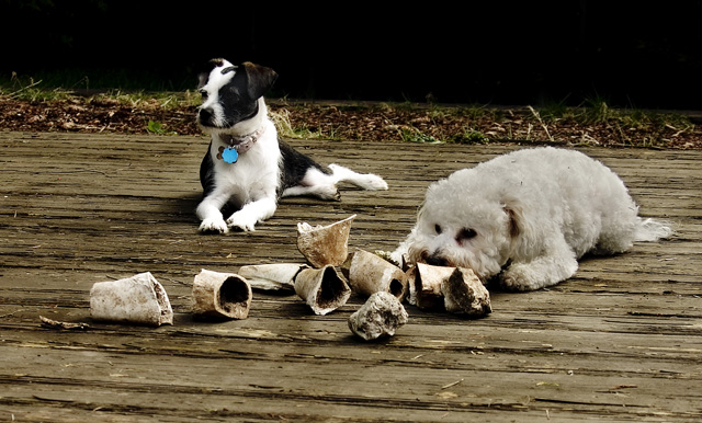 Bone Collectors