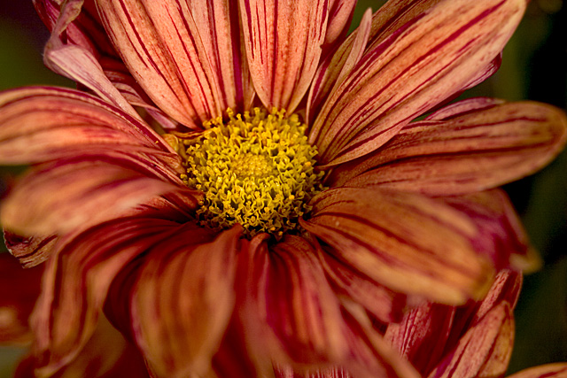 CRW_4981_sm.jpg