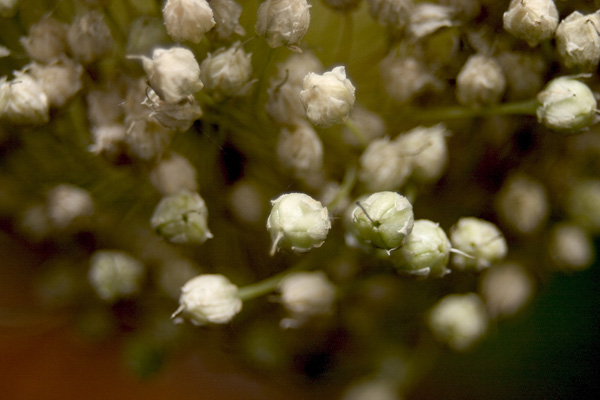CRW_4876.jpg