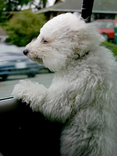 Windblown