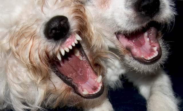 Release the Hounds