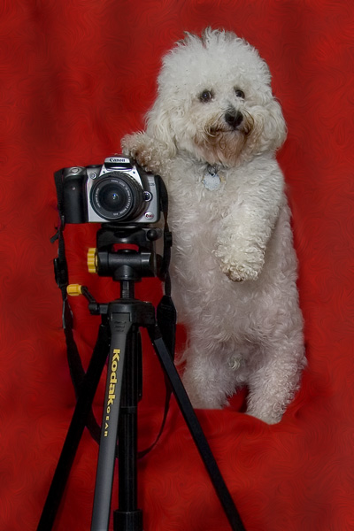 Canine Photographer