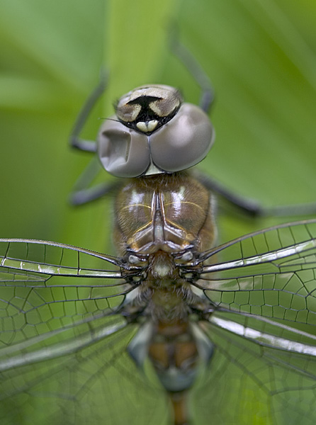 Bashed Eye Dragonfly