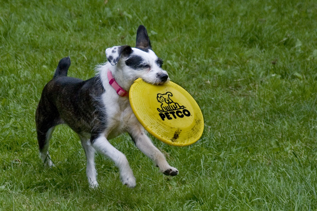 Frankie Needs a Kevlar Frisbee