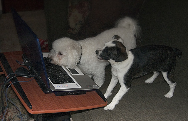 They found the Canine porn sites!