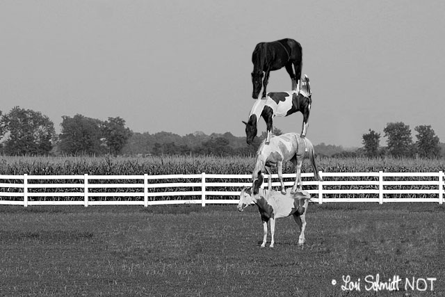 stacked_horses.jpg