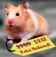 hamster for sale.jpg