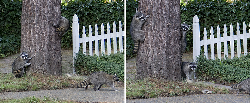 racoon_origs.jpg