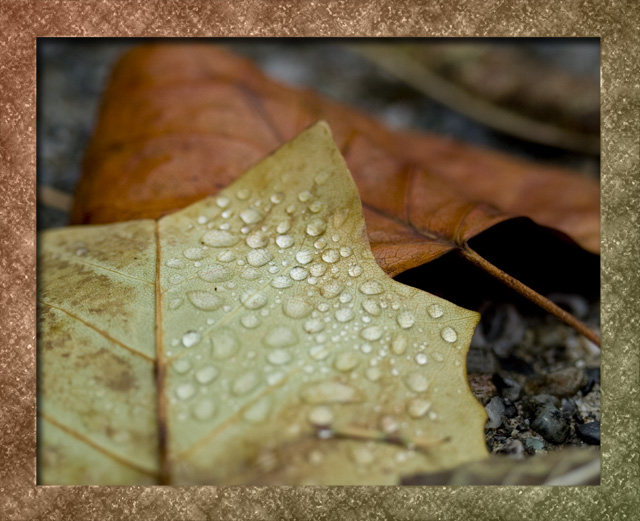 Dew Drops on Fallen Leaves