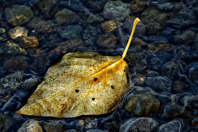 Autumn Swan