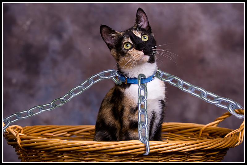 Cat Studio Portraits - How To - by dwterry