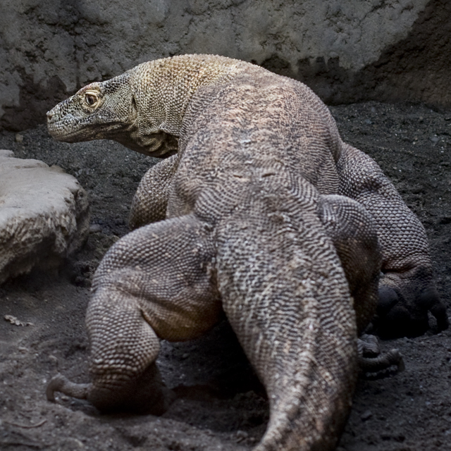 Komodo Dragon