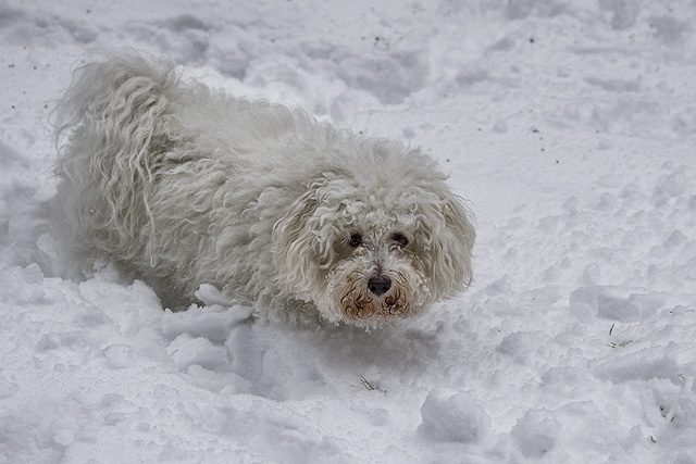 Kirby doesn't care much for the snow