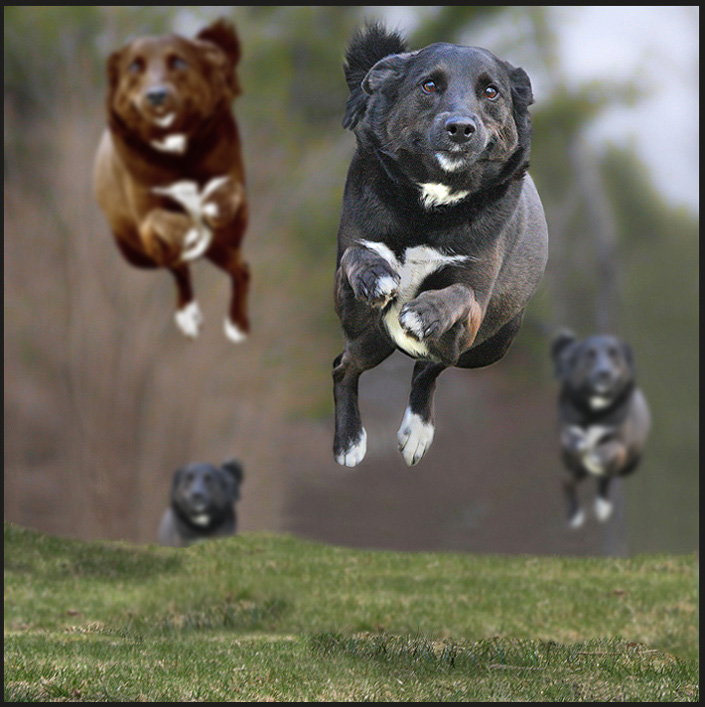 other_dogs.jpg
