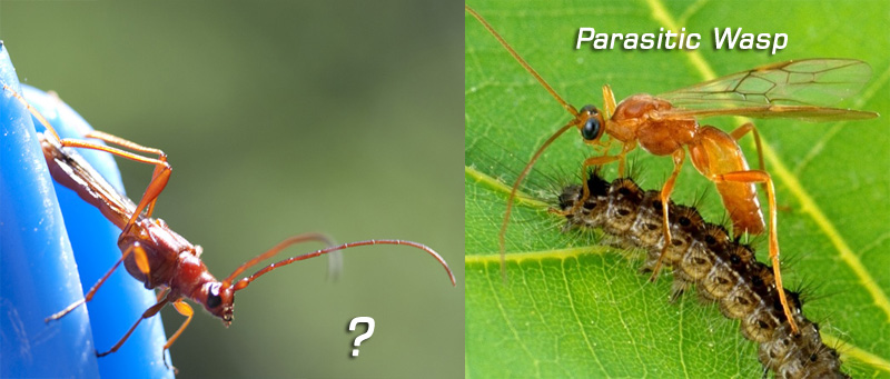 wasp.jpg