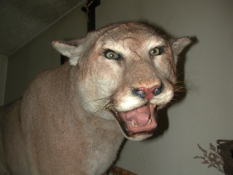 rawr