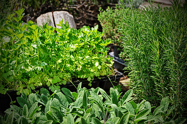 Herbs