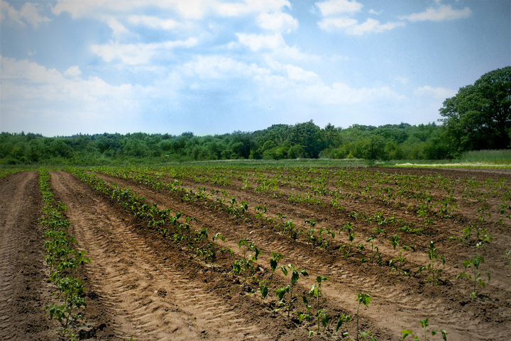 Farm