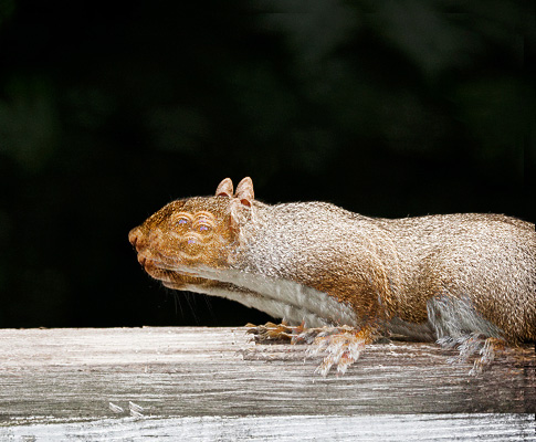 shaky_squirrel
