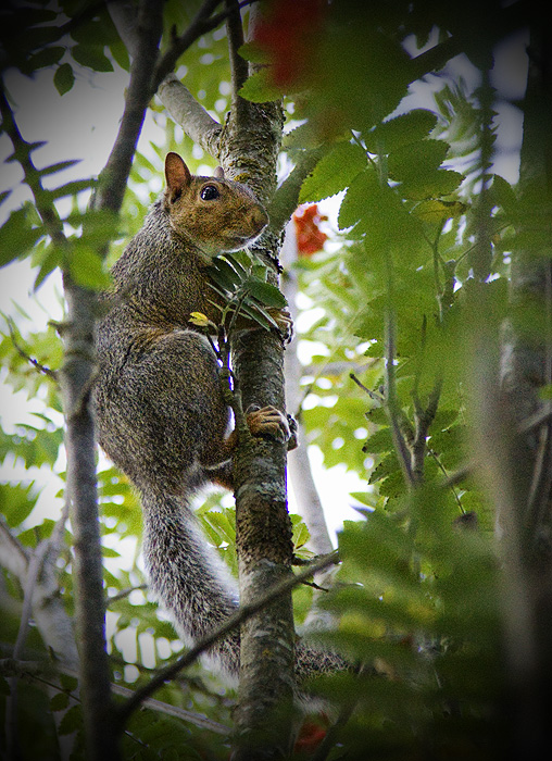 Up a Tree