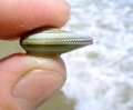 shell at huntington