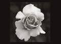 rose-framed-bw.jpg
