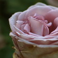rose-pink.jpg