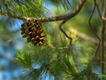 hanging pinecone