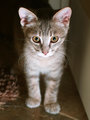 little kitty