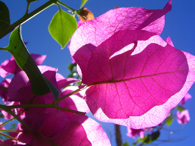 Palm Desert Pink