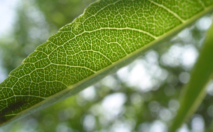 Leaf Cells