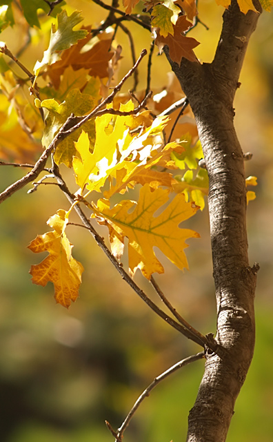 Firey Oak