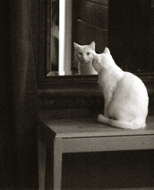 cat-on-bench.jpg