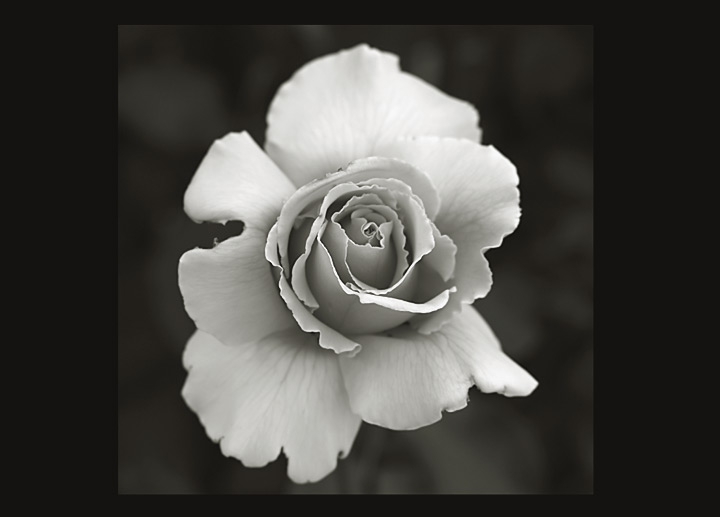 rose-framed-bw.jpg