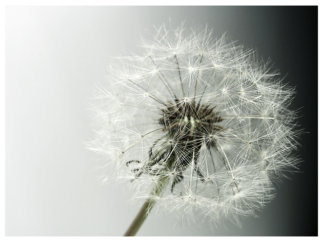 light-on-white-016.jpg