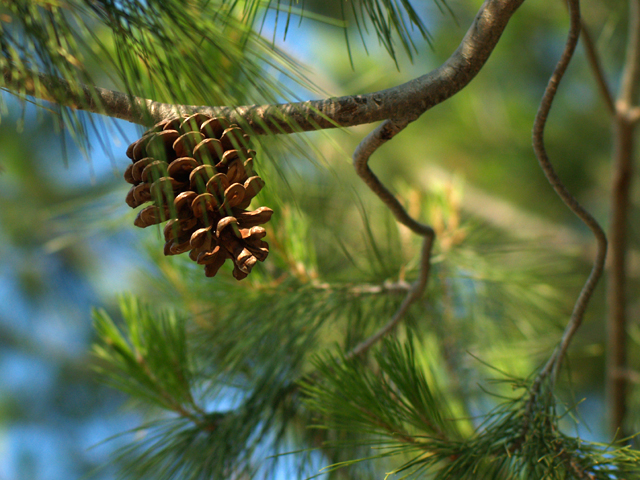 hanging pinecone