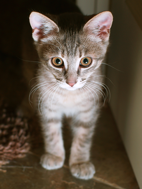 little kitty