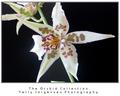 Orchid-1