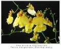orchid-2