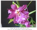 orchid-3