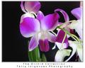 orchid-4