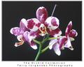 orchid-5