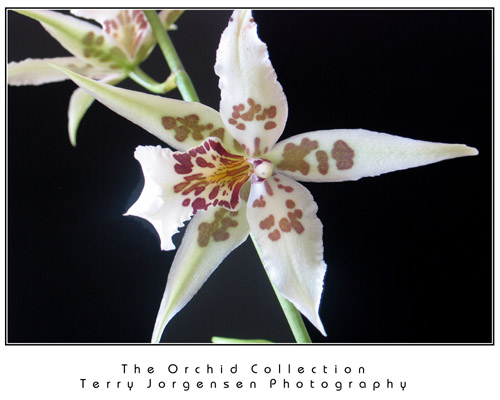Orchid-1