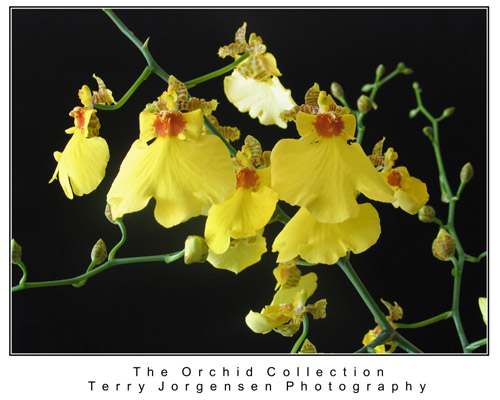orchid-2